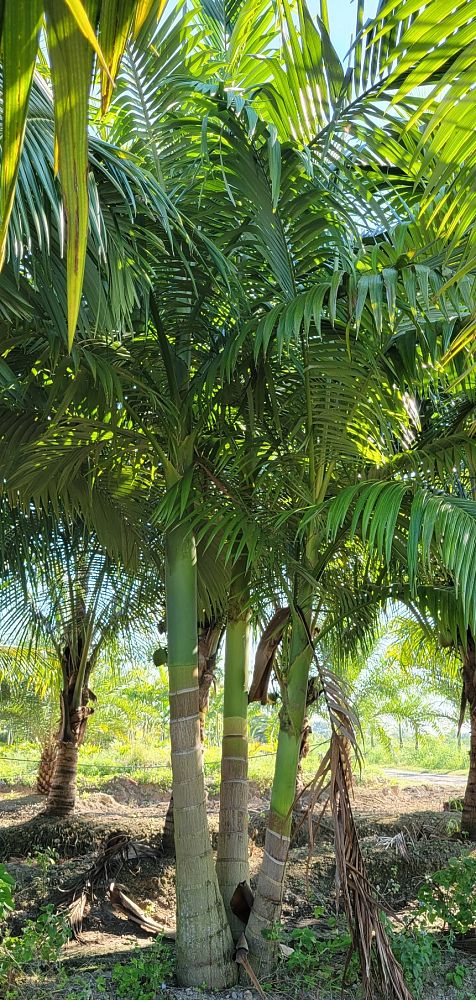 veitchia-merrillii-christmas-palm-adonidia-merrillii