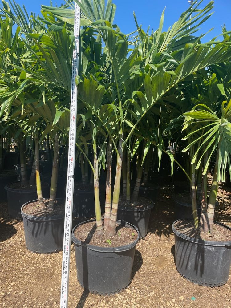 veitchia-merrillii-christmas-palm-adonidia-merrillii