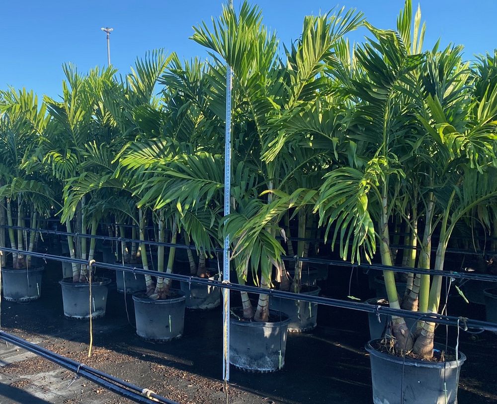 veitchia-merrillii-christmas-palm-adonidia-merrillii