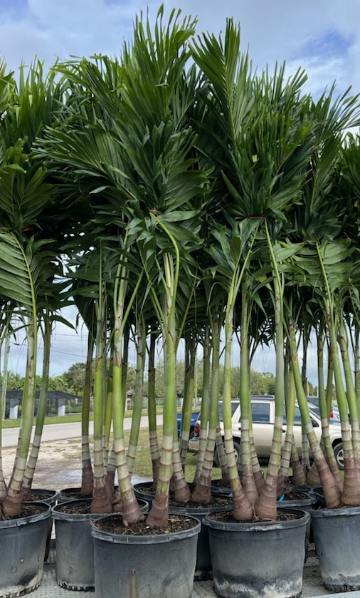 veitchia-merrillii-christmas-palm-adonidia-merrillii