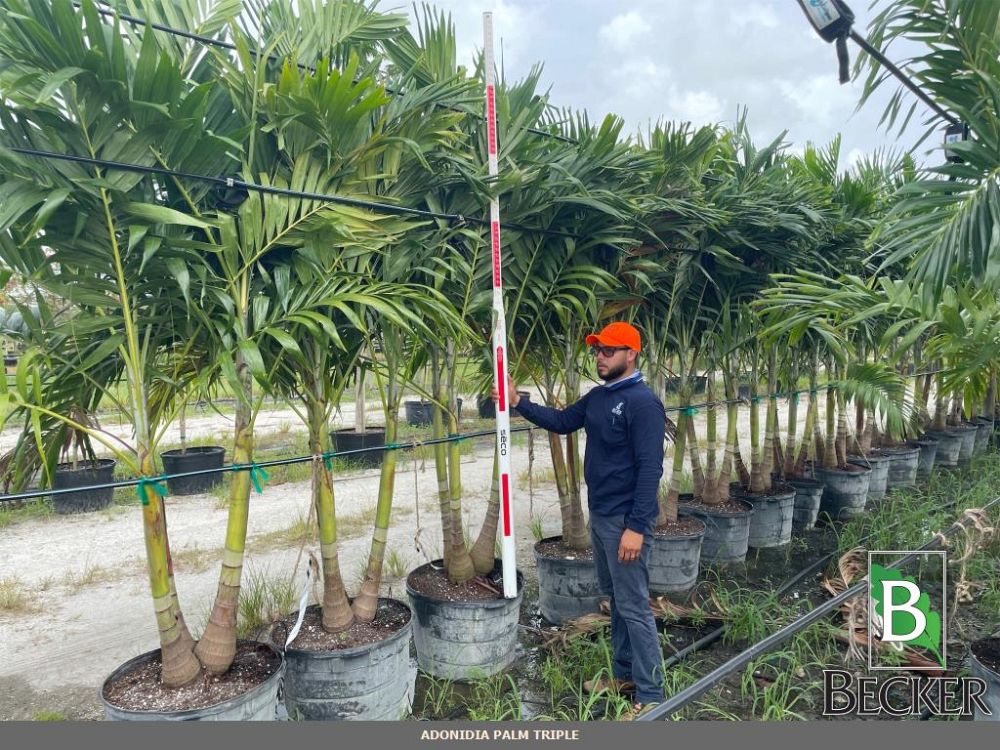 veitchia-merrillii-christmas-palm-adonidia-merrillii