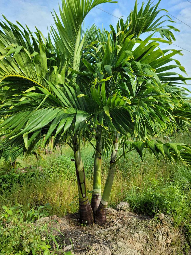 veitchia-merrillii-christmas-palm-adonidia-merrillii