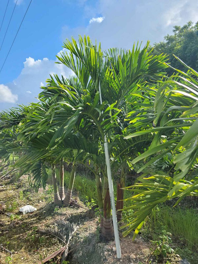 veitchia-merrillii-christmas-palm-adonidia-merrillii