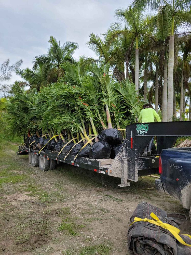 veitchia-merrillii-christmas-palm-adonidia-merrillii