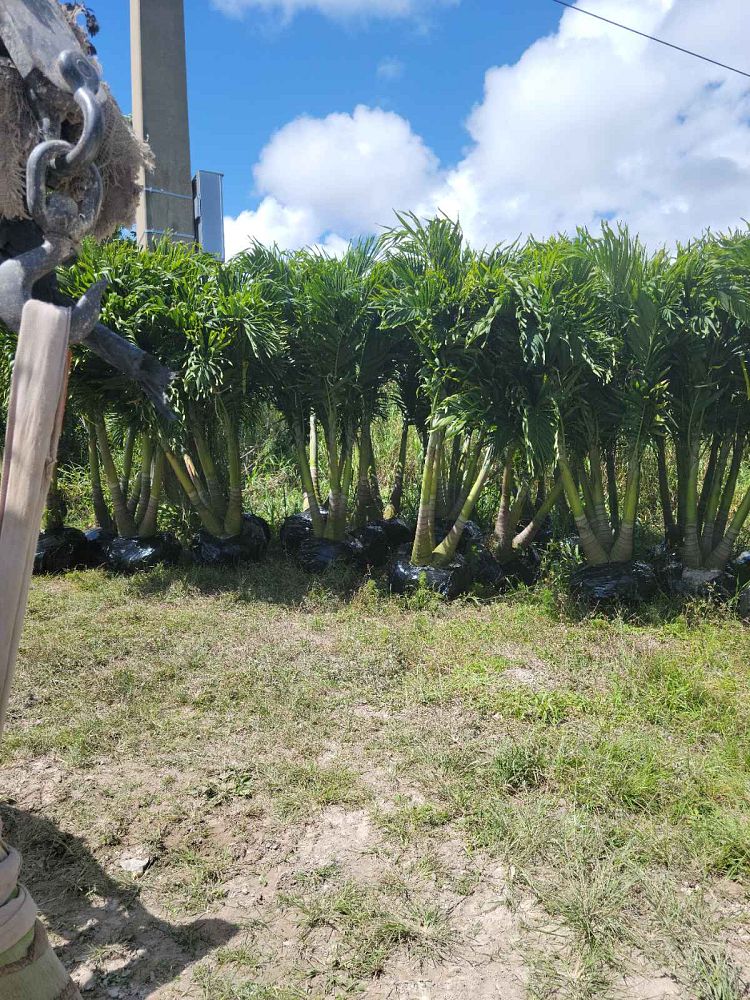 veitchia-merrillii-christmas-palm-adonidia-merrillii