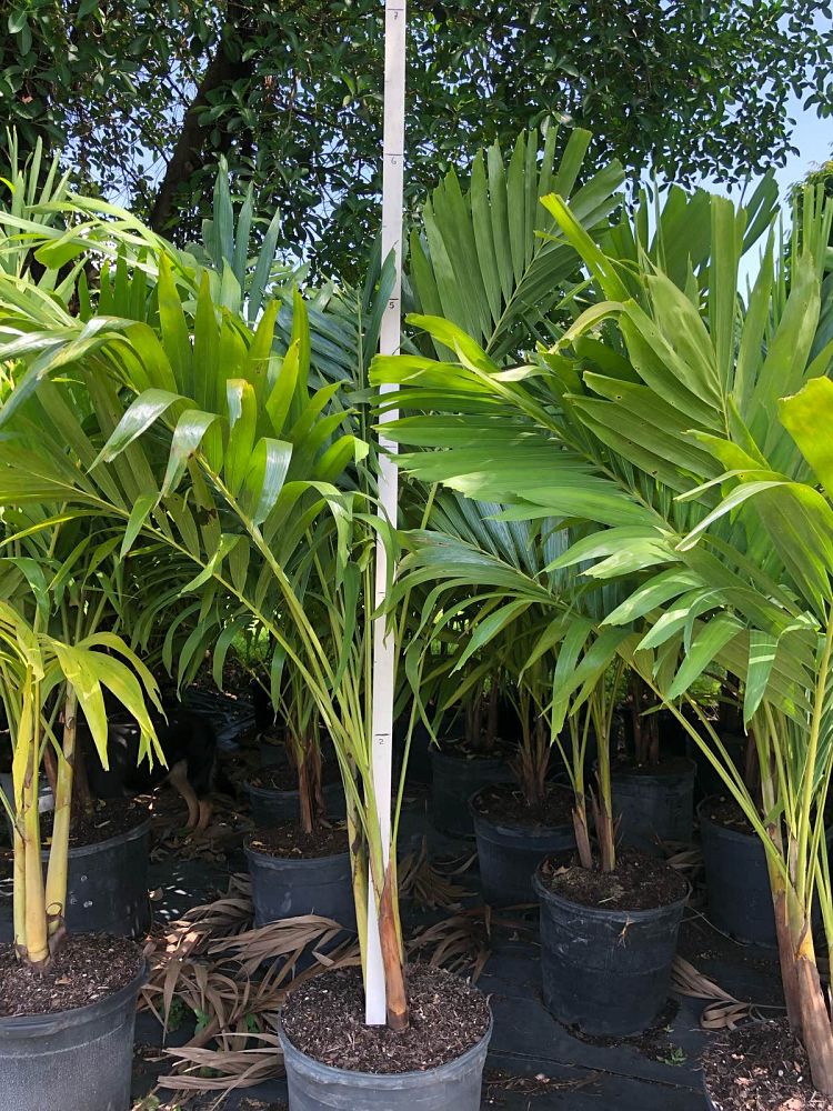veitchia-merrillii-christmas-palm-adonidia-merrillii