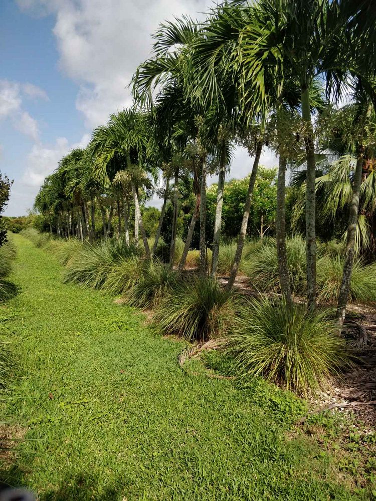 veitchia-merrillii-christmas-palm-adonidia-merrillii