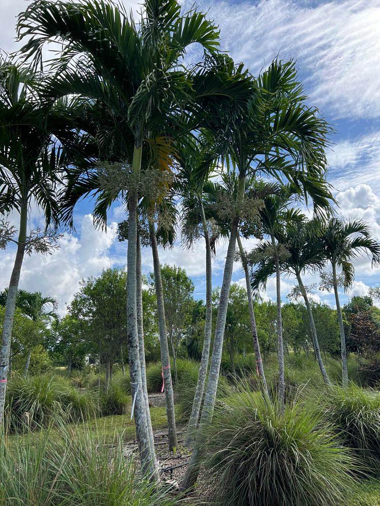 veitchia-merrillii-christmas-palm-adonidia-merrillii