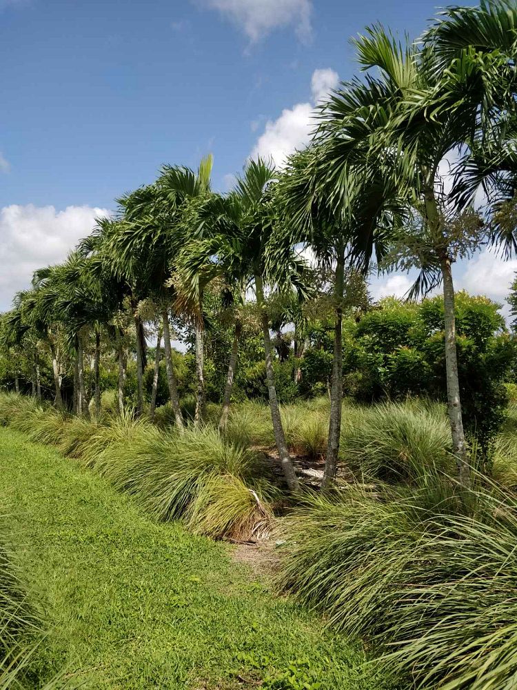 veitchia-merrillii-christmas-palm-adonidia-merrillii