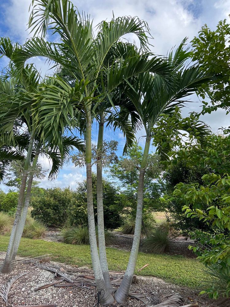 veitchia-merrillii-christmas-palm-adonidia-merrillii