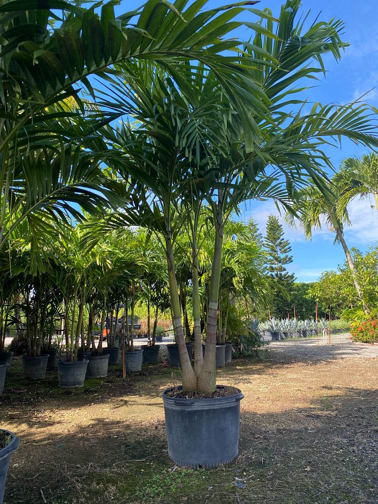 veitchia-merrillii-christmas-palm-adonidia-merrillii