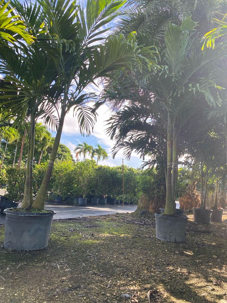 veitchia-merrillii-christmas-palm-adonidia-merrillii