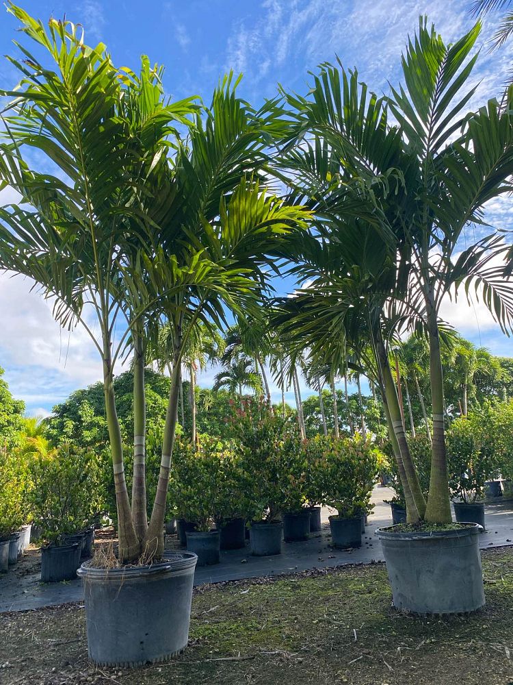 veitchia-merrillii-christmas-palm-adonidia-merrillii