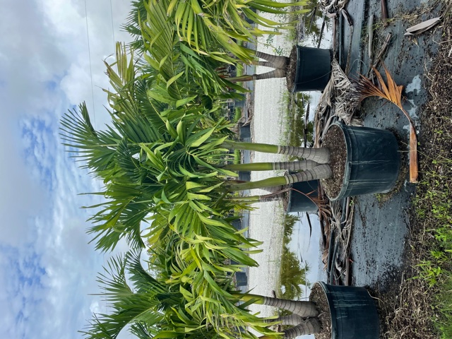 veitchia-merrillii-christmas-palm-adonidia-merrillii