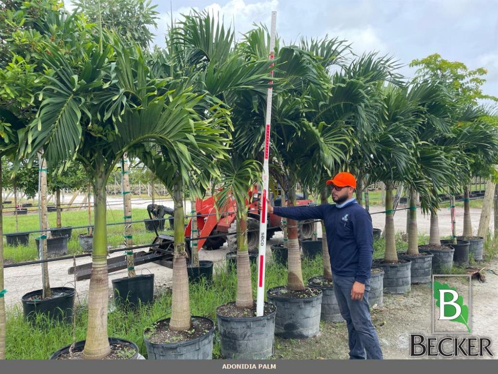 veitchia-merrillii-christmas-palm-adonidia-merrillii