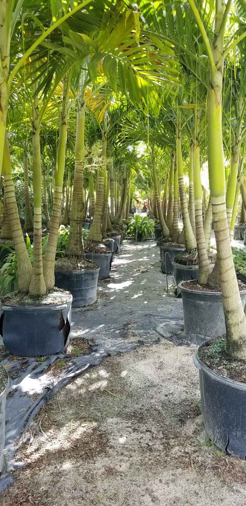 veitchia-merrillii-christmas-palm-adonidia-merrillii