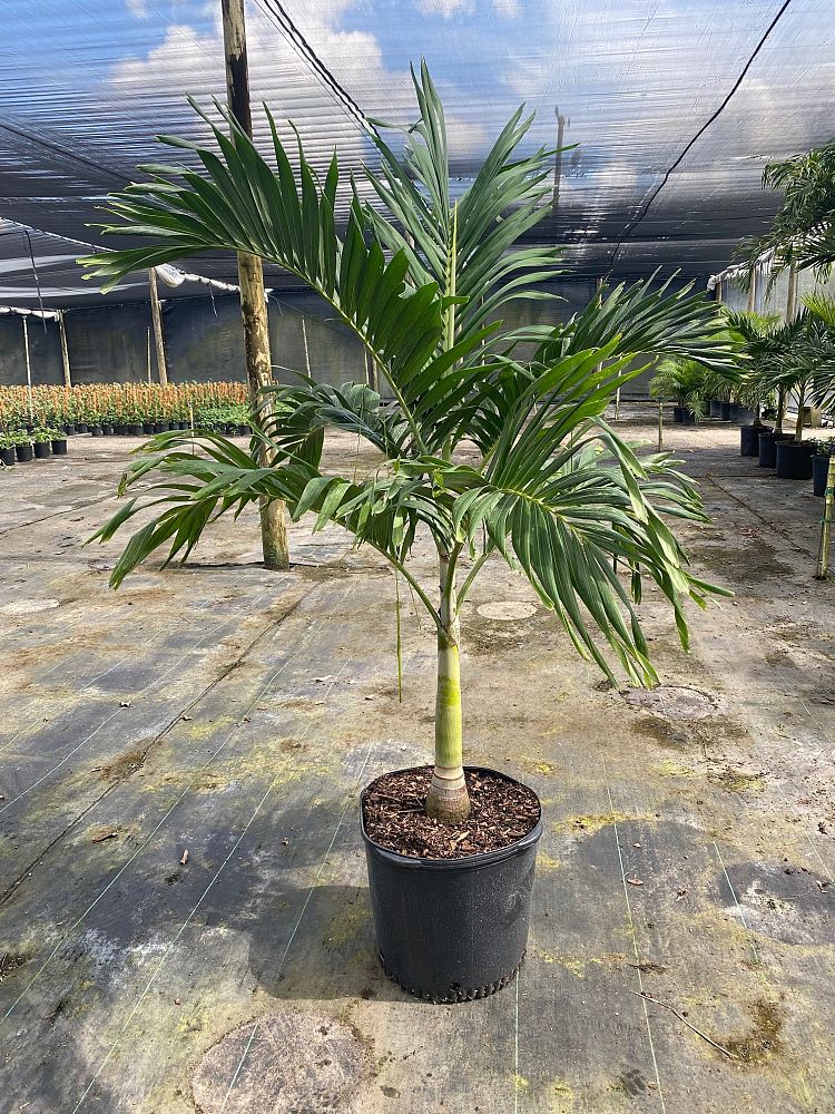 veitchia-merrillii-christmas-palm-adonidia-merrillii