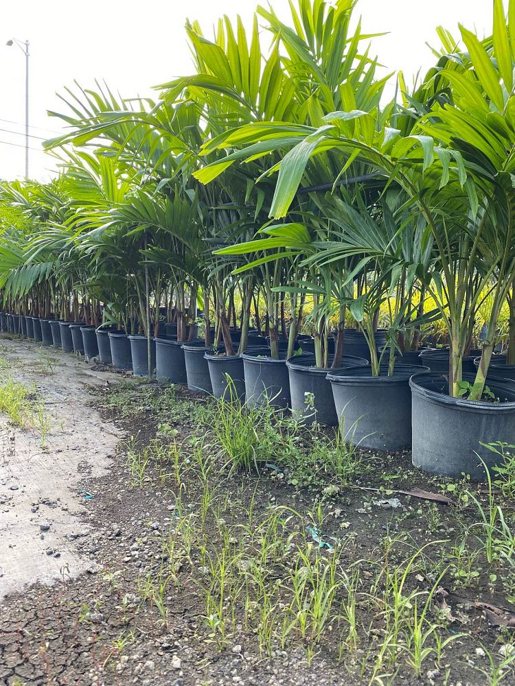 veitchia-merrillii-christmas-palm-adonidia-merrillii