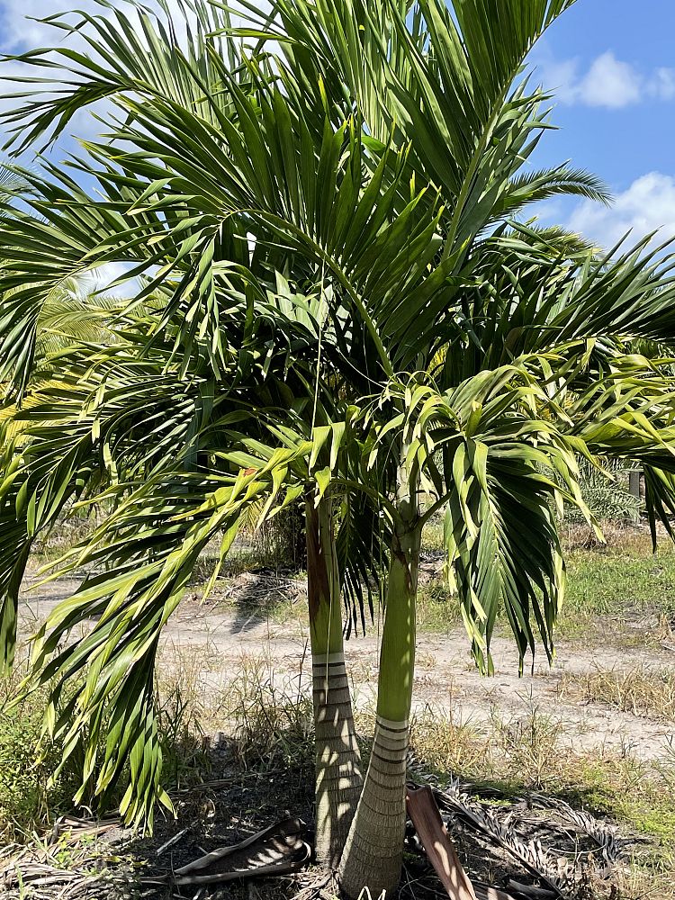 veitchia-merrillii-christmas-palm-adonidia-merrillii