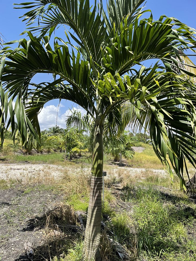 veitchia-merrillii-christmas-palm-adonidia-merrillii