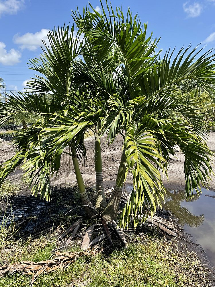 veitchia-merrillii-christmas-palm-adonidia-merrillii