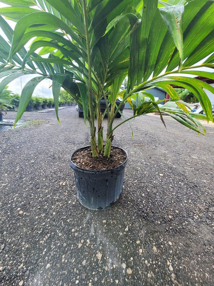 veitchia-merrillii-christmas-palm-adonidia-merrillii