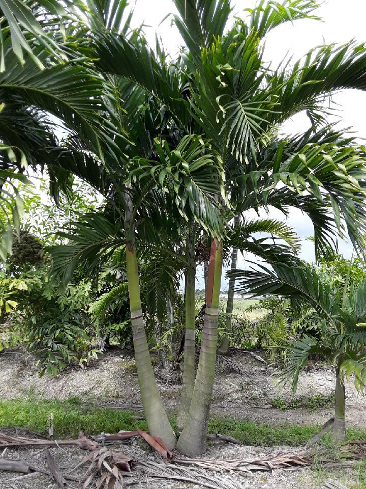 veitchia-merrillii-christmas-palm-adonidia-merrillii