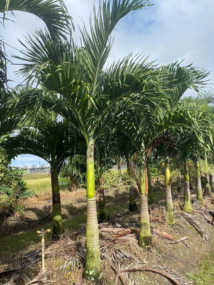 veitchia-merrillii-christmas-palm-adonidia-merrillii