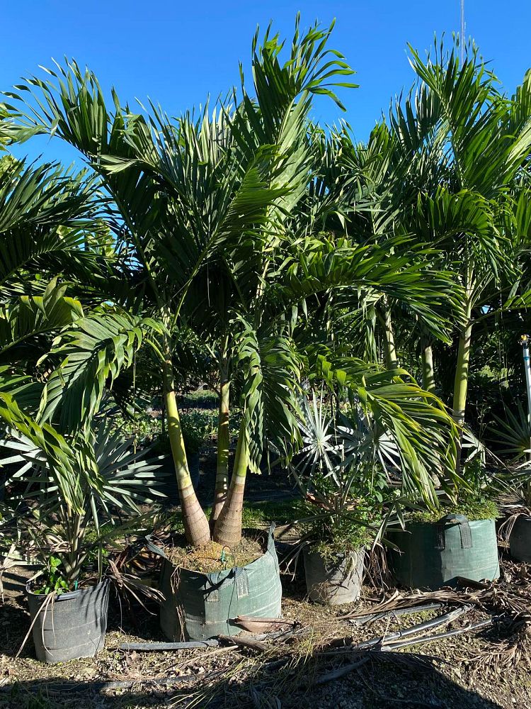 veitchia-merrillii-christmas-palm-adonidia-merrillii