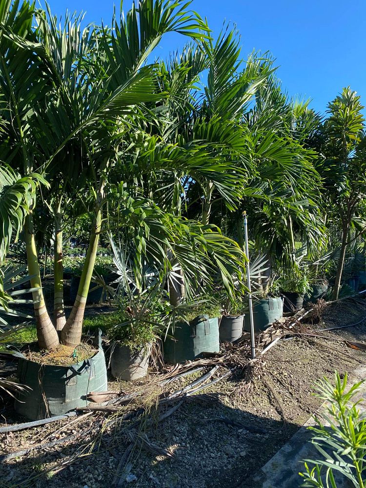veitchia-merrillii-christmas-palm-adonidia-merrillii