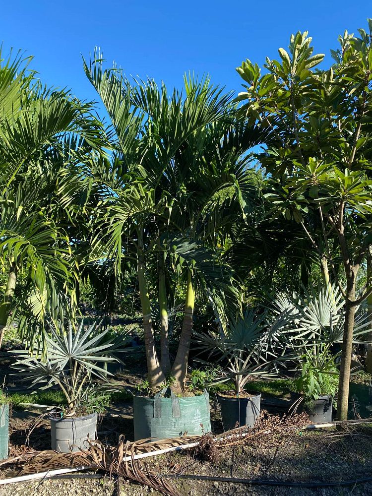 veitchia-merrillii-christmas-palm-adonidia-merrillii