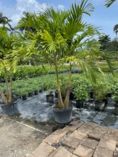 veitchia-merrillii-christmas-palm-adonidia-merrillii