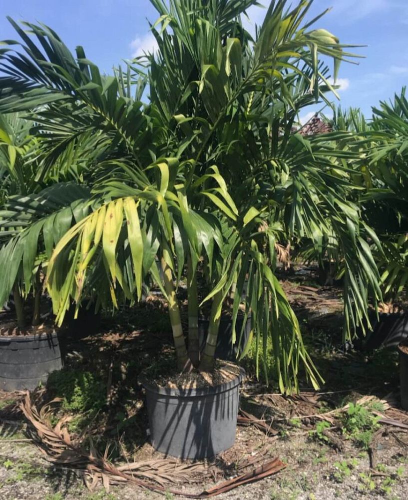 veitchia-merrillii-christmas-palm-adonidia-merrillii
