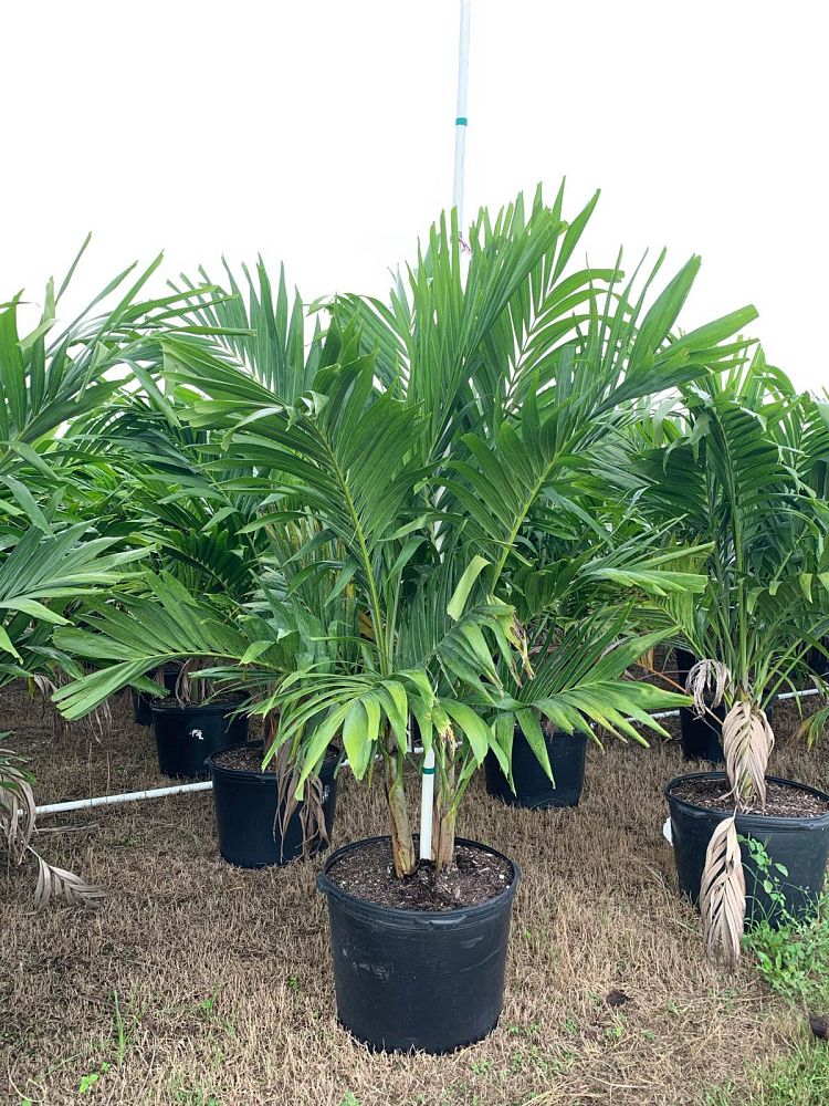 veitchia-merrillii-christmas-palm-adonidia-merrillii