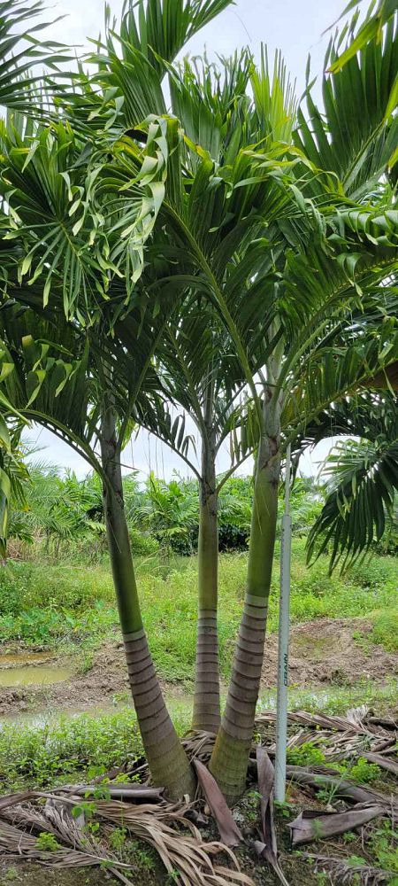 veitchia-merrillii-christmas-palm-adonidia-merrillii