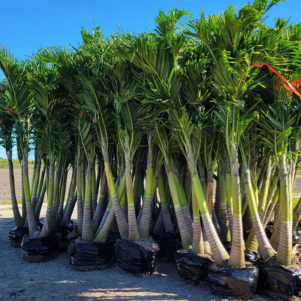 veitchia-merrillii-christmas-palm-adonidia-merrillii