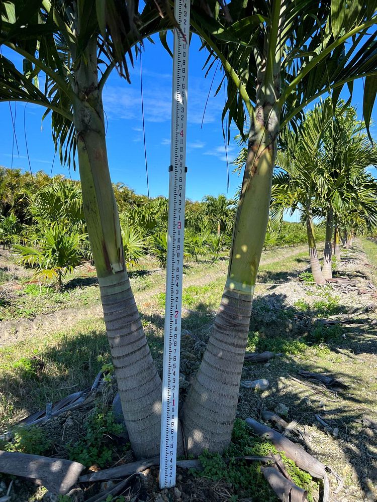 veitchia-merrillii-christmas-palm-adonidia-merrillii