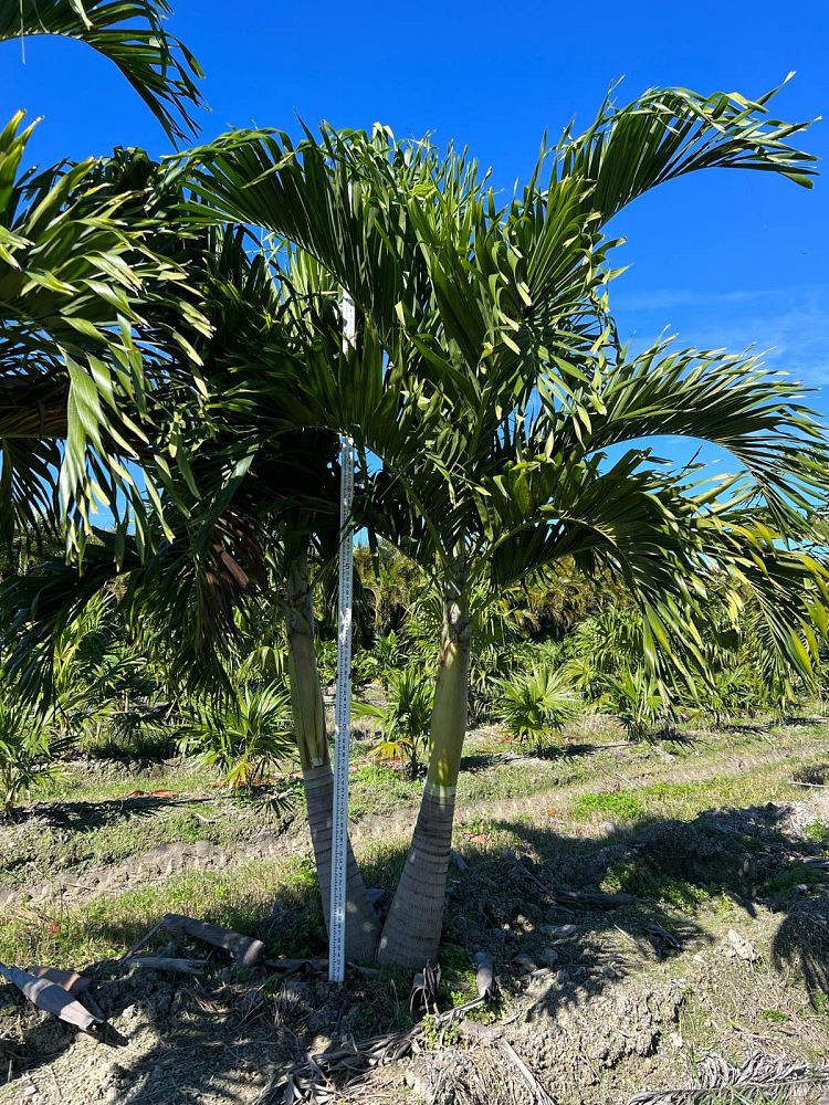 veitchia-merrillii-christmas-palm-adonidia-merrillii