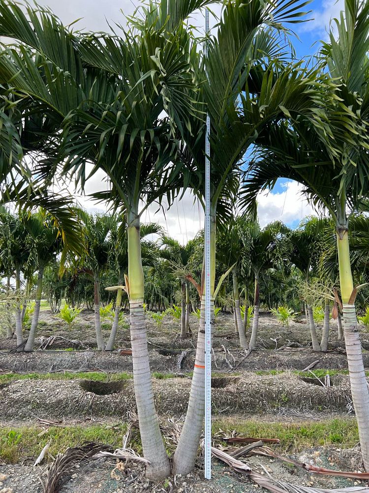 veitchia-merrillii-christmas-palm-adonidia-merrillii