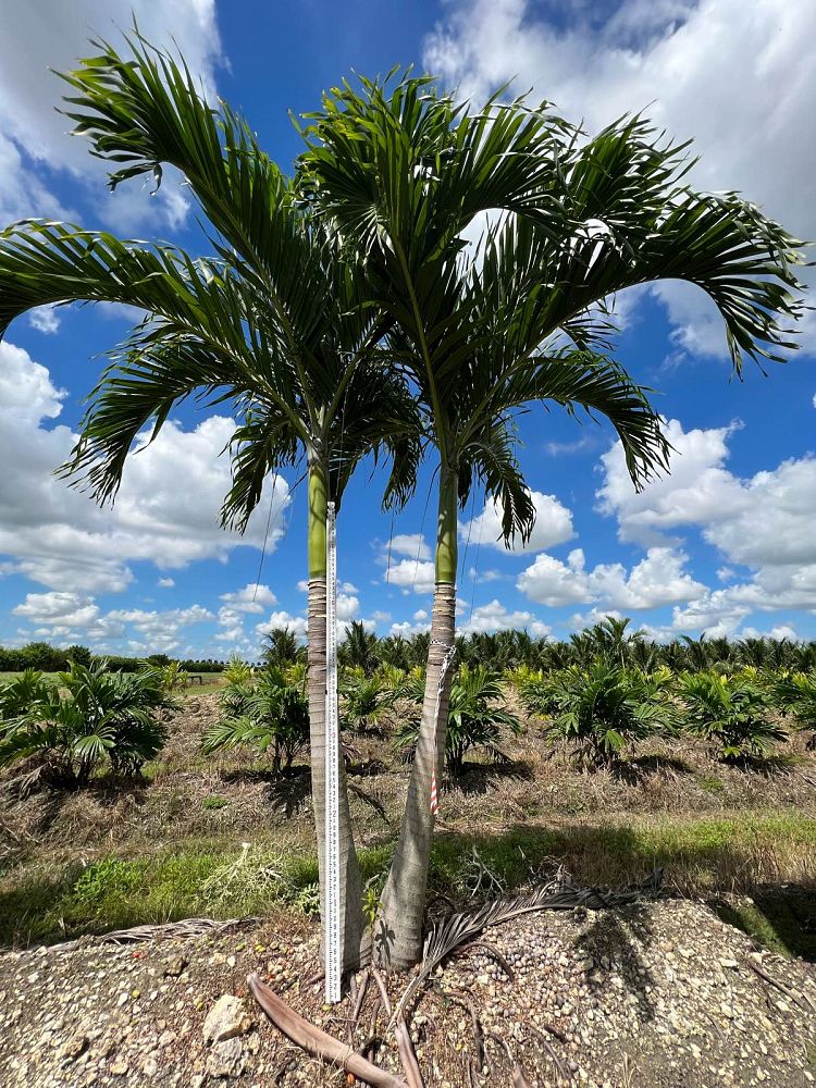 veitchia-merrillii-christmas-palm-adonidia-merrillii