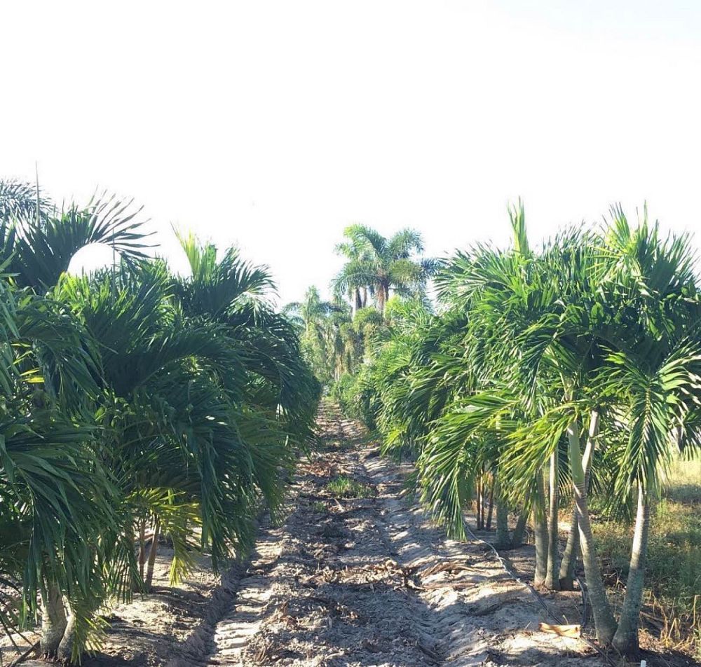 veitchia-merrillii-christmas-palm-adonidia-merrillii
