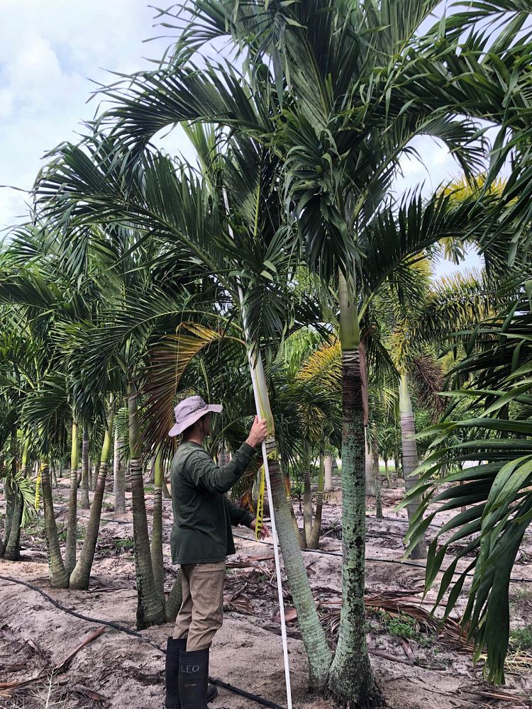 veitchia-merrillii-christmas-palm-adonidia-merrillii