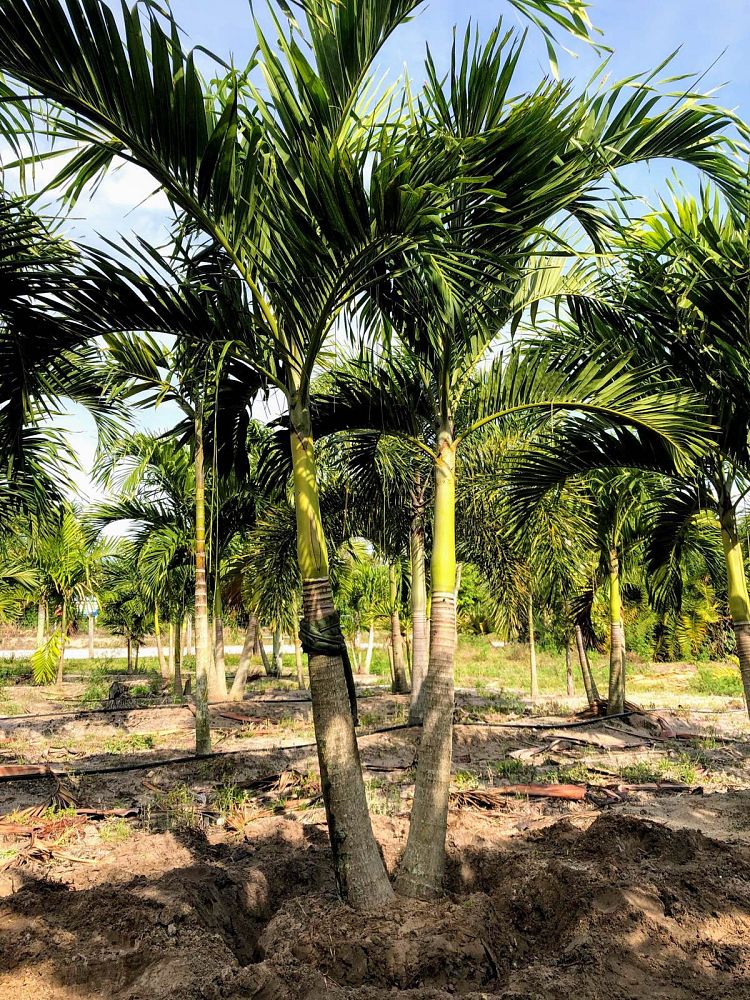 veitchia-merrillii-christmas-palm-adonidia-merrillii