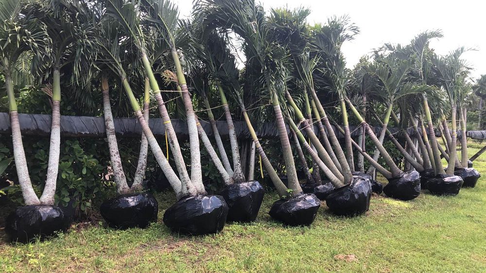 veitchia-merrillii-christmas-palm-adonidia-merrillii
