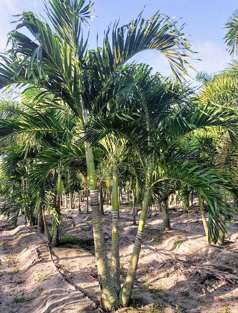 veitchia-merrillii-christmas-palm-adonidia-merrillii