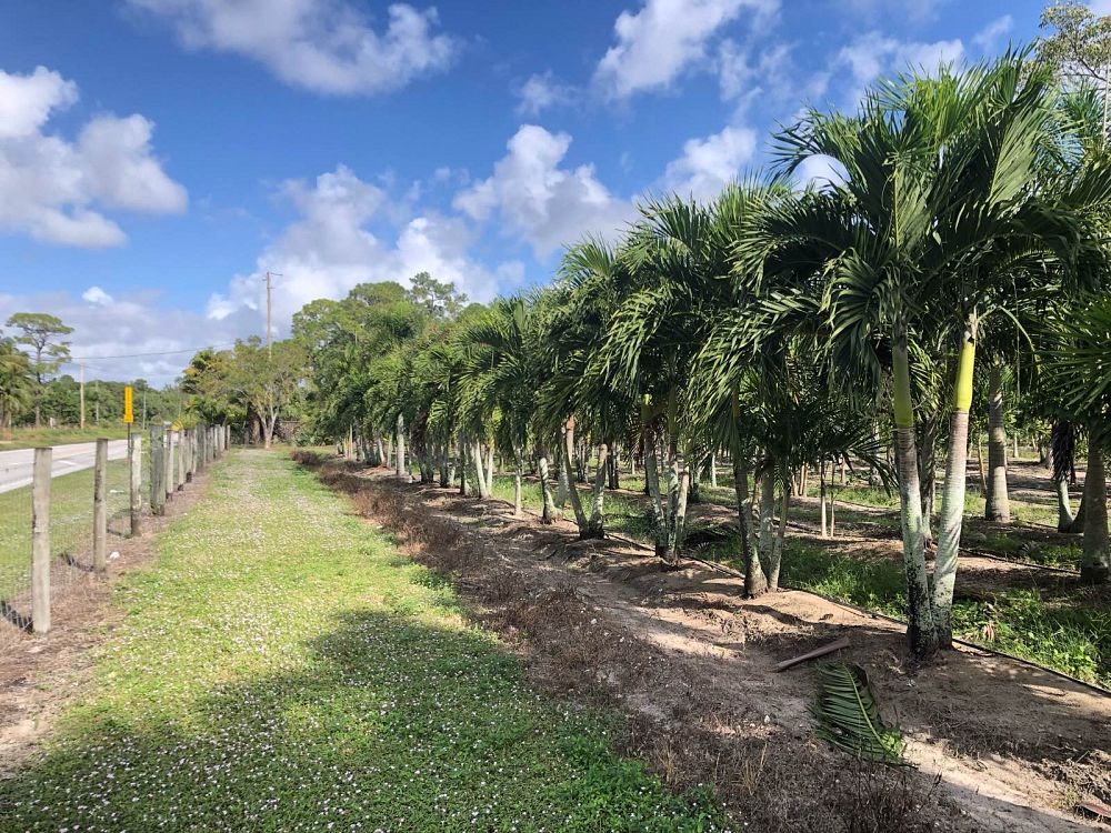 veitchia-merrillii-christmas-palm-adonidia-merrillii