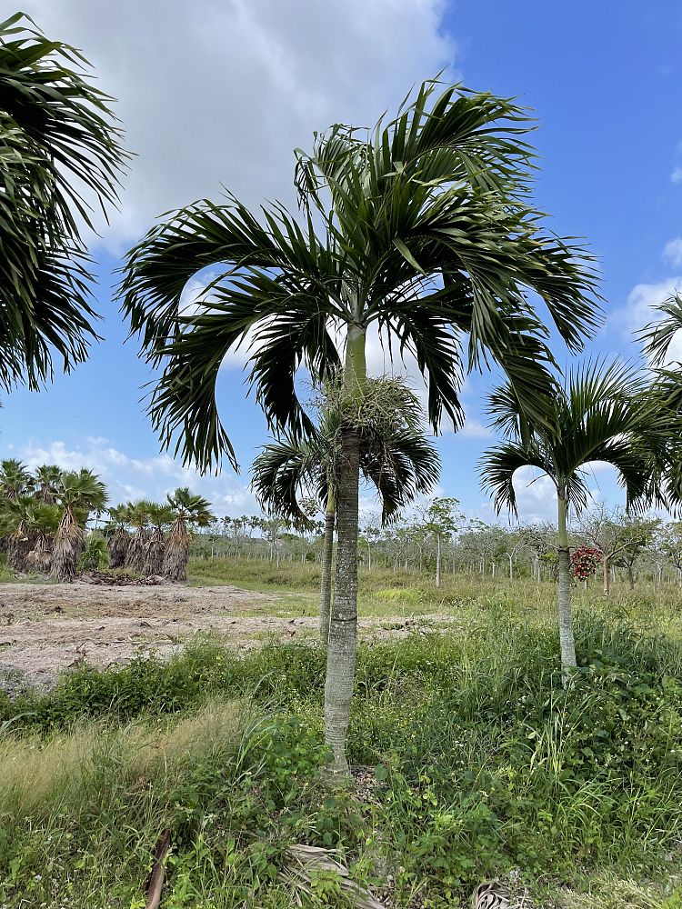 veitchia-merrillii-christmas-palm-adonidia-merrillii