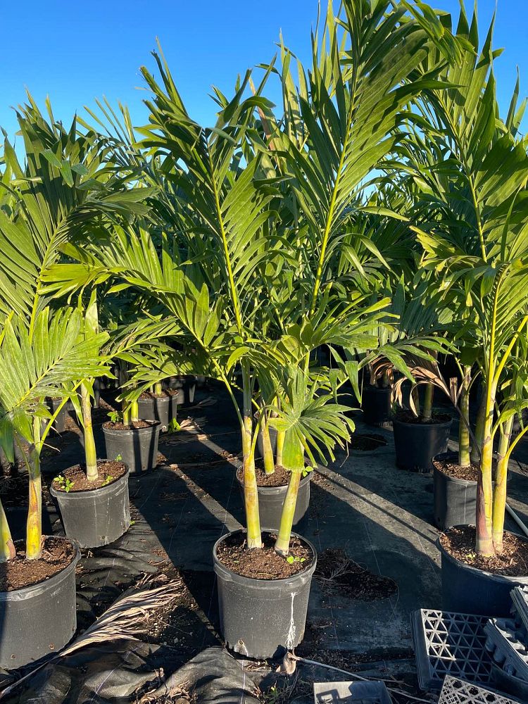 veitchia-merrillii-christmas-palm-adonidia-merrillii