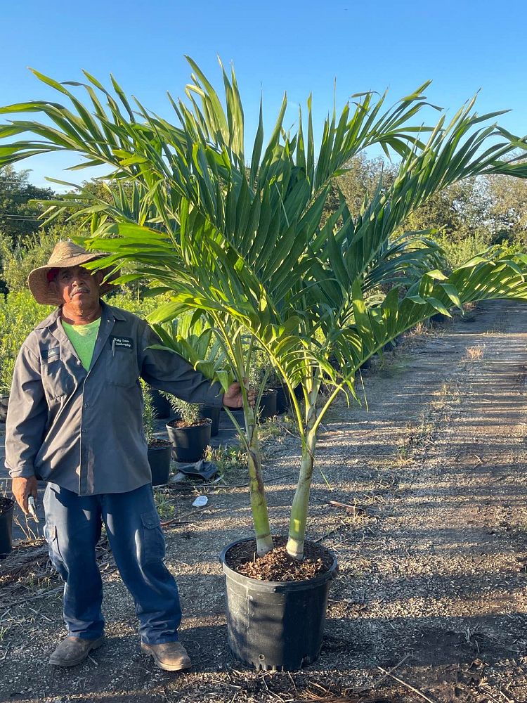 veitchia-merrillii-christmas-palm-adonidia-merrillii