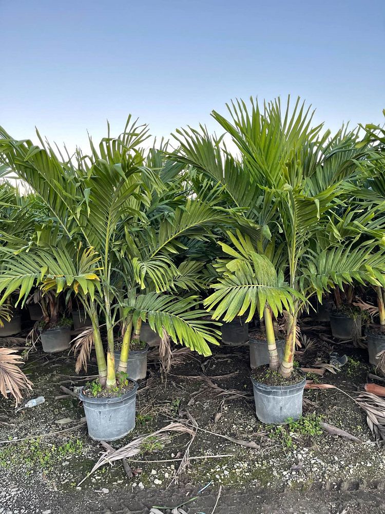 veitchia-merrillii-christmas-palm-adonidia-merrillii
